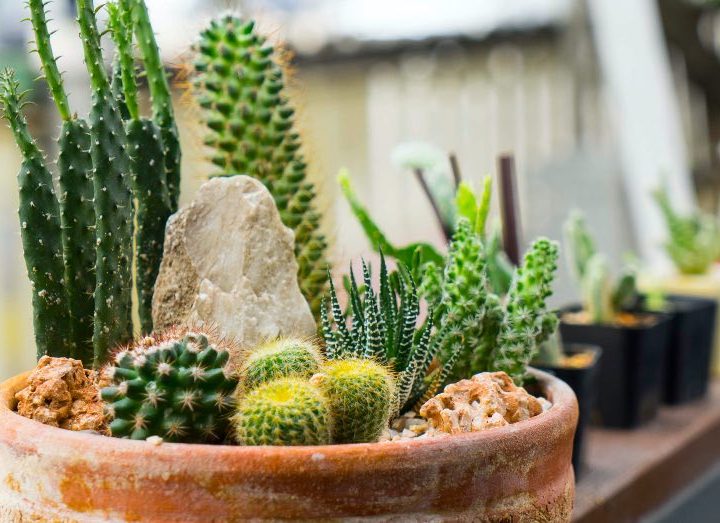 cultivo-cactus