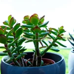 arbol jade