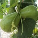 BENEFICIOS DE COMER  CHAYOTE SON …